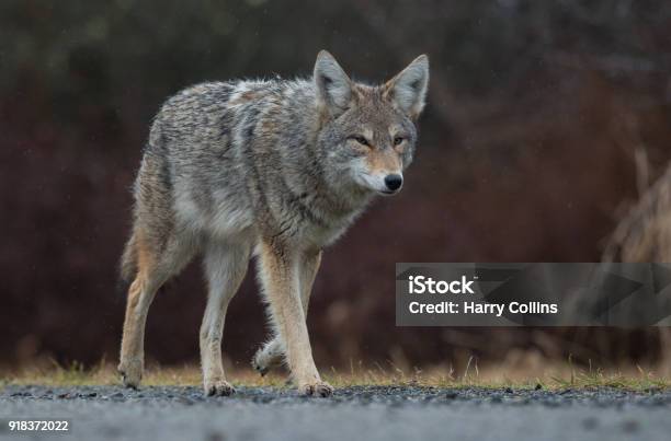 Coyote Stock Photo - Download Image Now - Coyote, Animal, Animal Wildlife