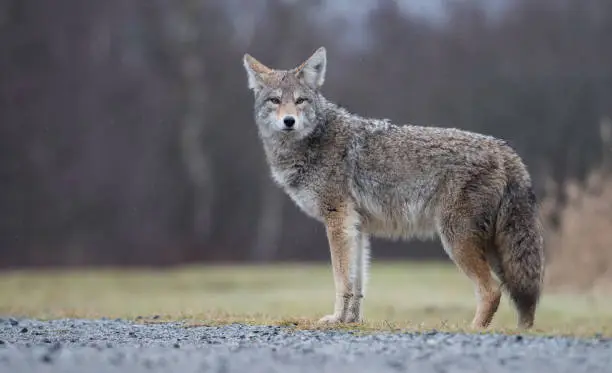 A coyote in British Columbia, Canada.