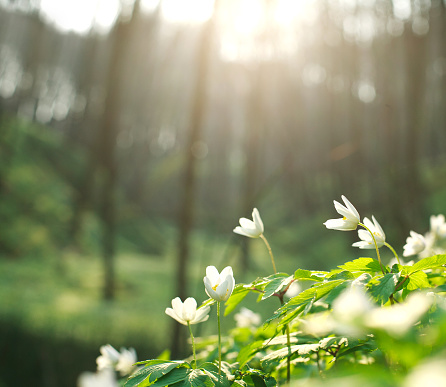Spring white flowers blooming in the forest on a background of dawn light