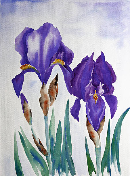 Iris-pittura ad acquerello - illustrazione arte vettoriale