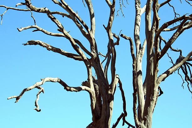 árbol muerto - wiered fotografías e imágenes de stock