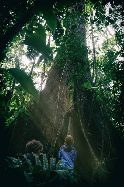 istock Children play in beautiful light of Amazon rainforest with gigantic trees 918381616