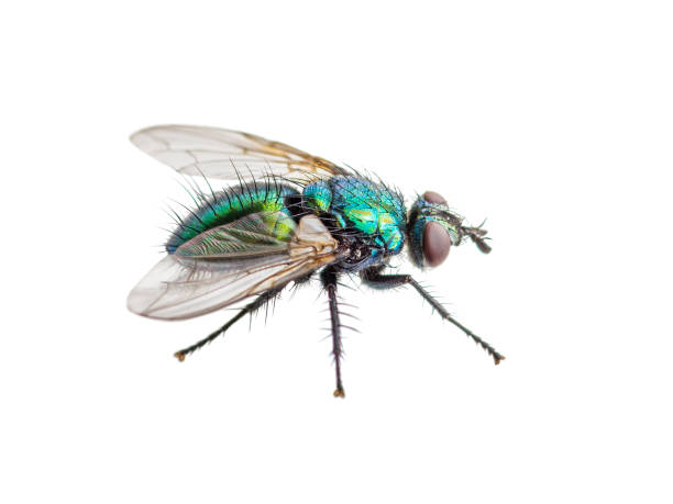 istock Drosophila Fly Diptera Insect Isolated on White 918385012