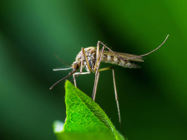 Yellow Fever, Malaria or Zika Virus Infection - Mosquito Insect on Leaf stock photo