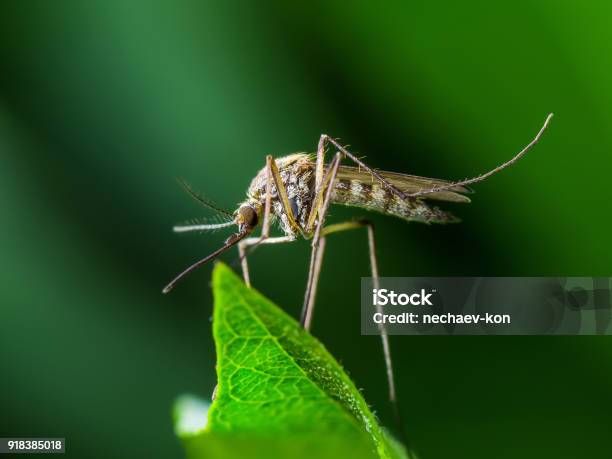 Yellow Fever Malaria Or Zika Virus Infection Mosquito Insect On Leaf Stock Photo - Download Image Now