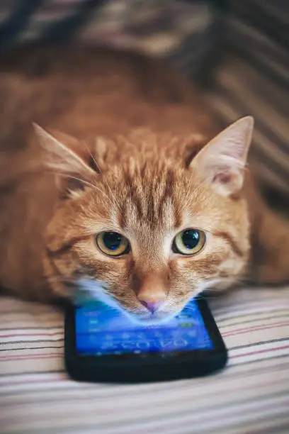 Ginger Cat and Smartphone