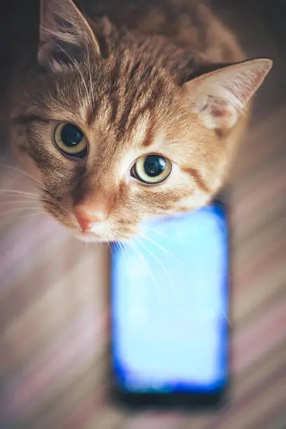 Ginger Cat and Smartphone