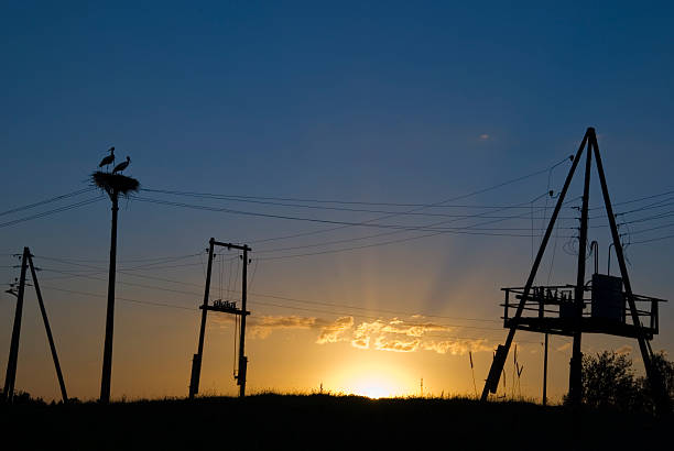 Silhouette of storks in the nest