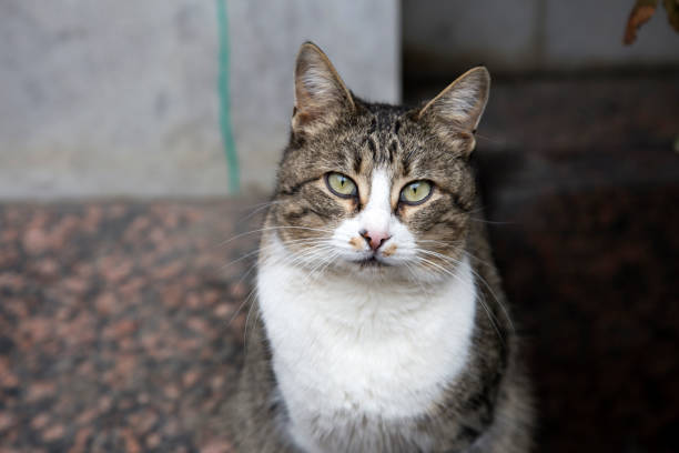 istock A cat who looks closely at the camera, a close-up 918388882