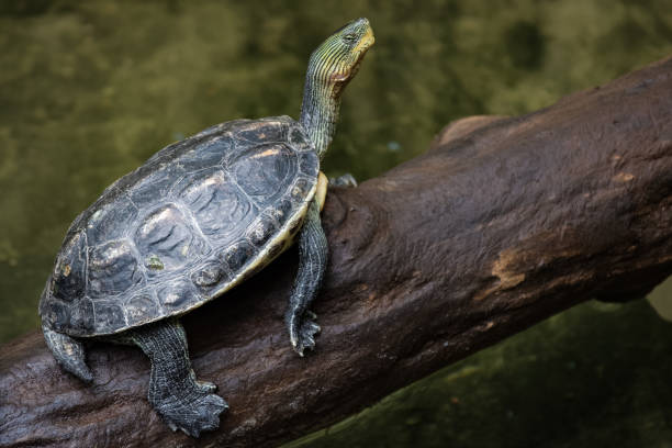 rivière turtle - turtle photos et images de collection