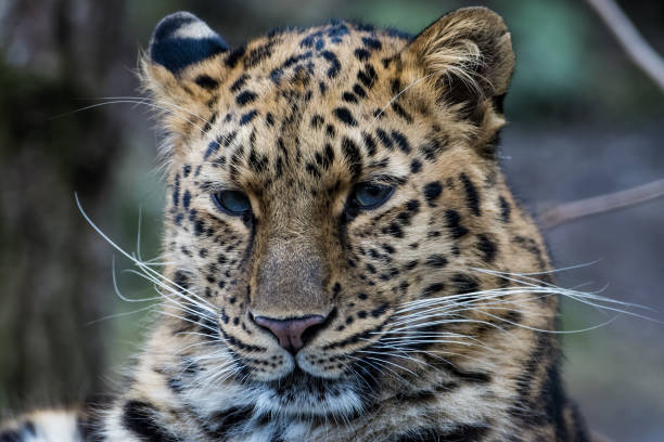 istock Close up of an Amur Leopard 918391670