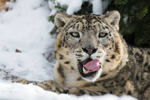 istock Snow leopards sitting on a rock in snow 918391720