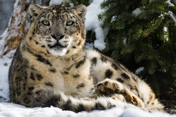istock Snow leopards sitting on a rock in snow 918391730