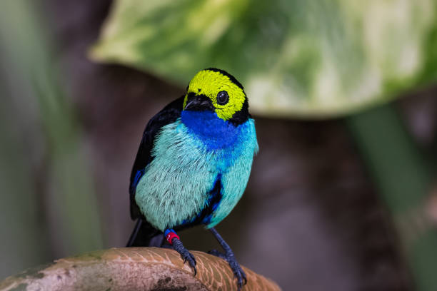 istock Paradise Tanager sitting on a branch while looking around 918391820