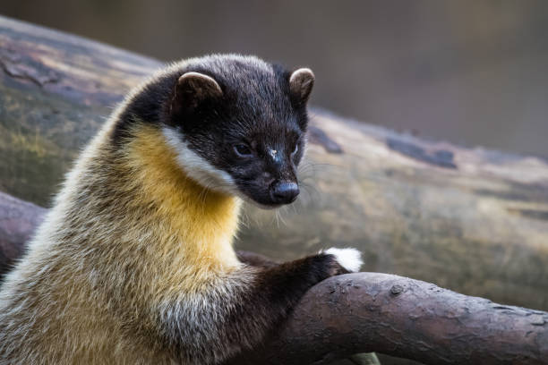 istock Yellow throated marten 918391880
