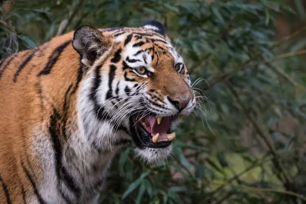 Photo of Siberian tiger roaring