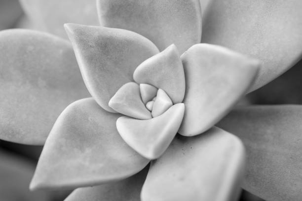 istock abstract background textuer of Cactus succulent plant 918391926