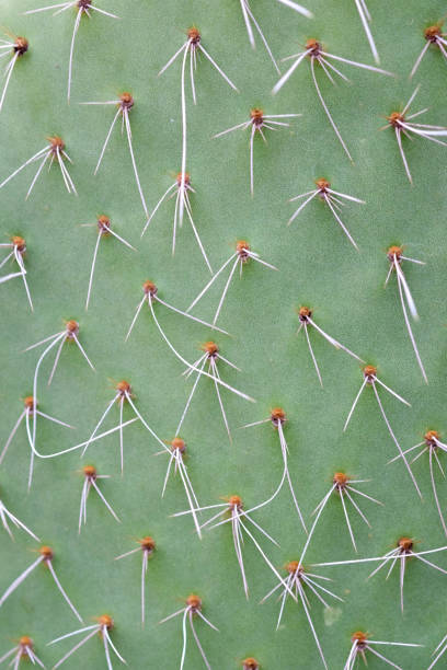 istock abstract background textuer of Cactus succulent plant 918391936