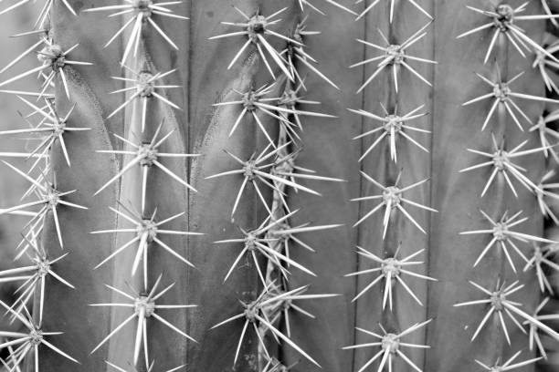 abstract background textuer of Cactus succulent plant