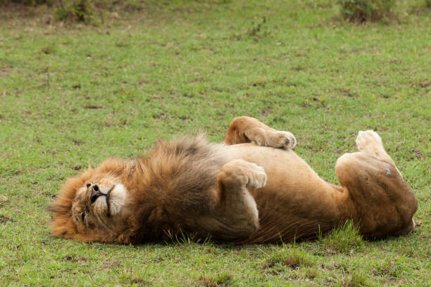 istock a resting male lion 918396156