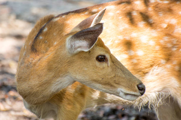 The image of red deer on a natural background.