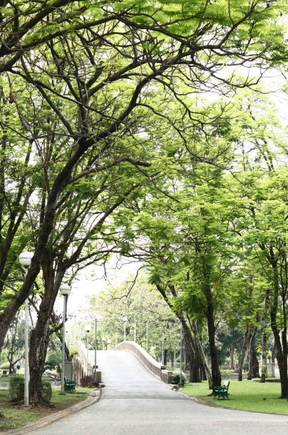 istock perspective in Chatuchak park at bangkok ,Thailand 918396968