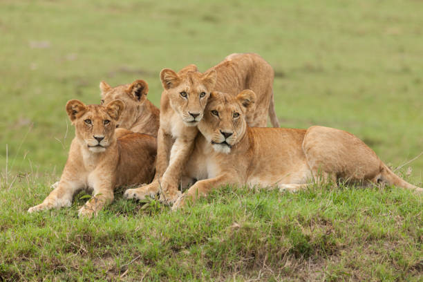 istock pride of lions 918396970