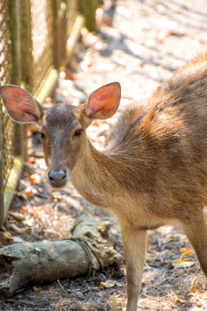 istock The image of red deer on a natural background. 918397140