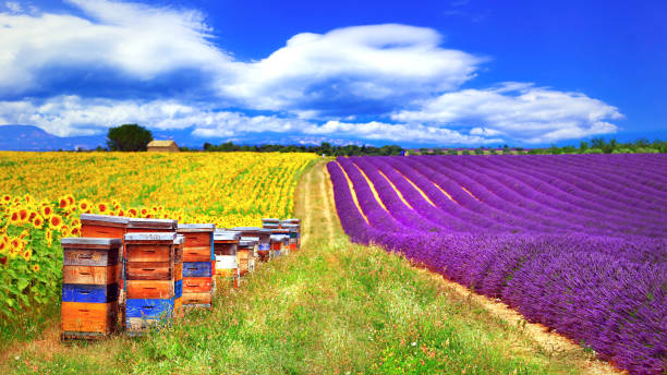 provence, frankreich - blühende feelds lavader und sonnenblumen mit bienenstock - sunflower field scenics landscape stock-fotos und bilder