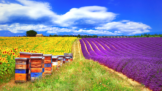 beautiful countryside of Provence , France
