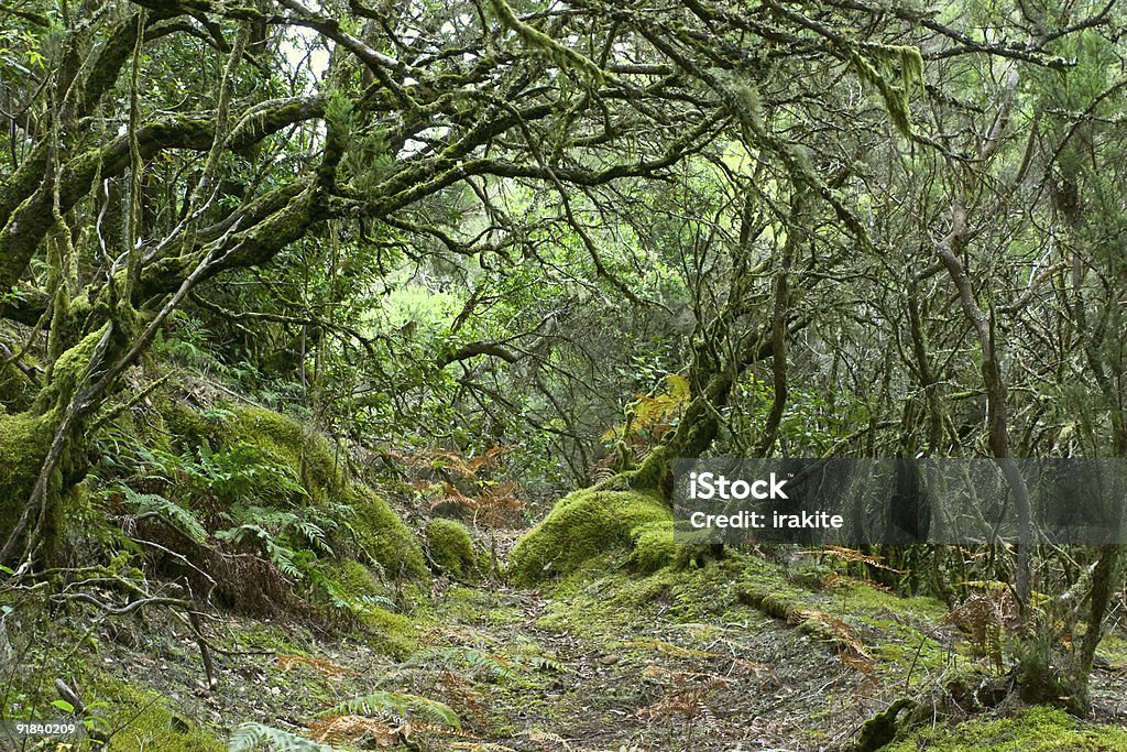 Rainforest of La Gomera  Gomera - Canary Islands Stock Photo