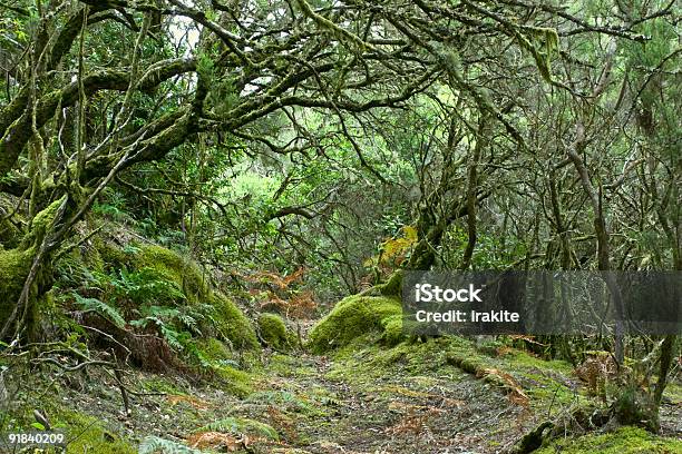 Rainforest Of La Gomera Stock Photo - Download Image Now - Gomera - Canary Islands, Laurel Forest, Canary Islands