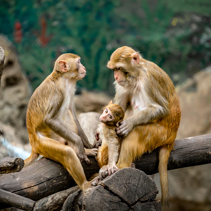 Rhesus Macaque, Macaca mulatta, Monkey with her kid  sitting on dry branch