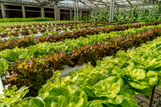 istock Green lettuce in hydroponics farm 918403586