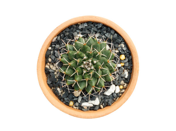 istock top view of cactus pot isolated on white background 918403656