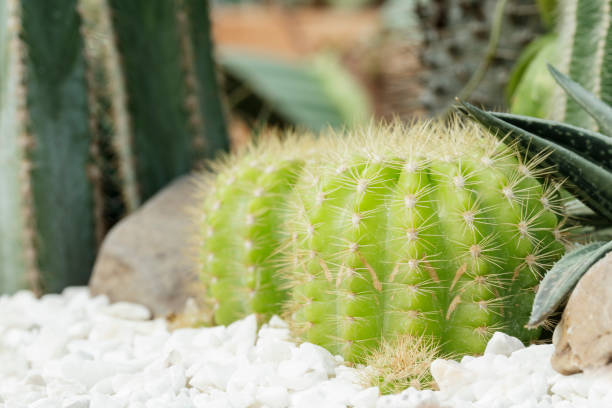 istock Small cactus garden with little white stone 918403672