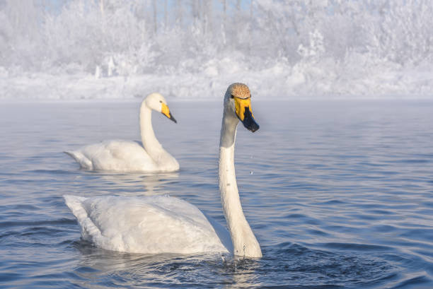 swans lake frost winter stock photo