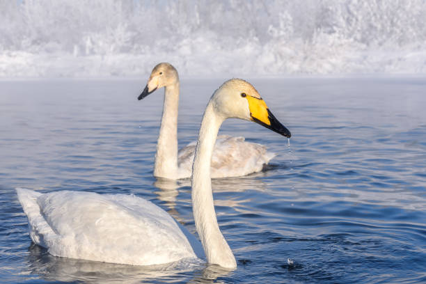5,200+ White Swan In Snow Stock Photos, Pictures & Royalty-Free Images - iStock