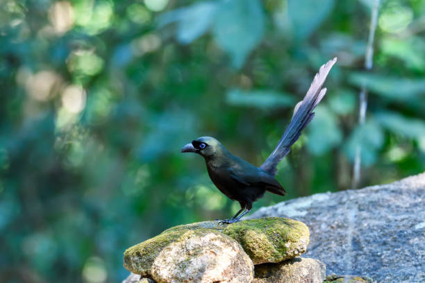 istock Racket-tailed treepie perching on the rock in the forest , Thailand 918406168