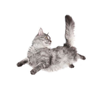 Large and serious grey cat, isolated on a white background