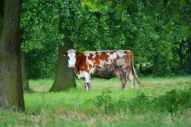 istock Cow in green field 91840835