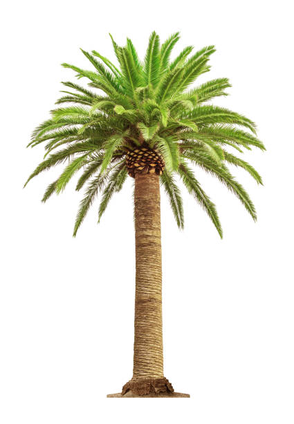 palm sur fond blanc - tronc palmier photos et images de collection