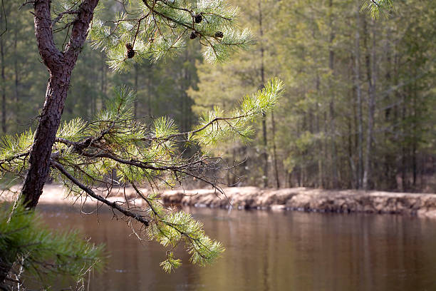 pin sur la rivière - tree stream forest woods photos et images de collection