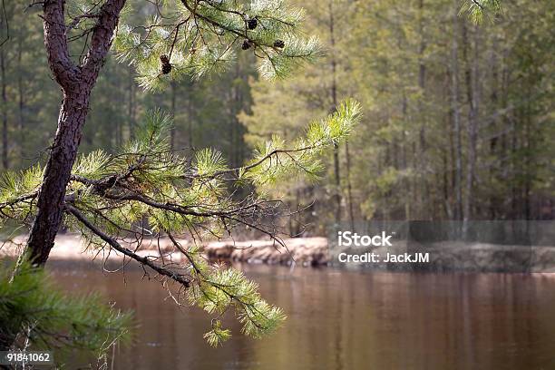 Pine Tree On The River Stock Photo - Download Image Now - Pine Barrens, New Jersey, Camping