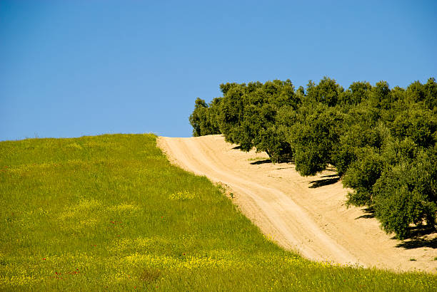 Hiszpański Droga z drzewa oliwne – zdjęcie