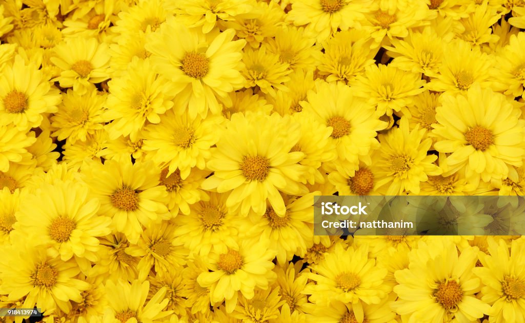 Fondo hermoso diente de León, flores amarillas, florece en el jardín. - Foto de stock de Flor libre de derechos