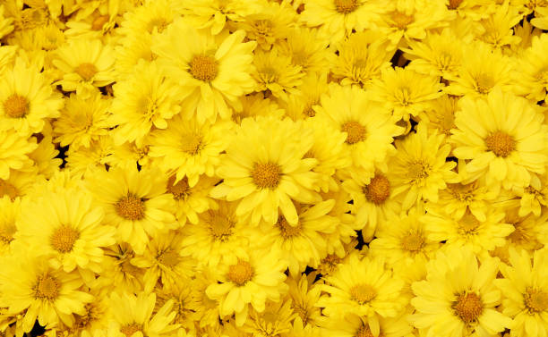 beautiful dandelion background, yellow flowers is blooming in the garden. - amarelo imagens e fotografias de stock