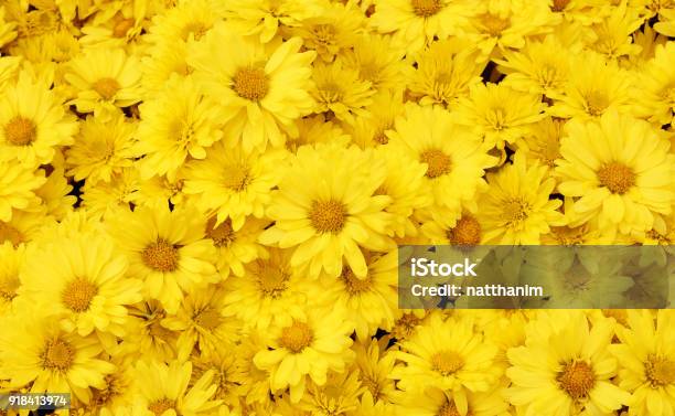 Beautiful Dandelion Background Yellow Flowers Is Blooming In The Garden - Fotografias de stock e mais imagens de Amarelo