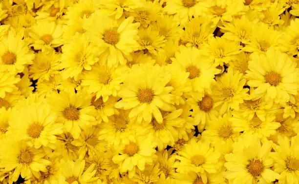 Beautiful dandelion background, yellow flowers is blooming in the garden.