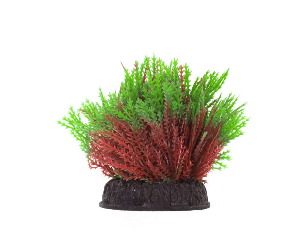 istock decoration for an aquarium, white isolated background 918415084